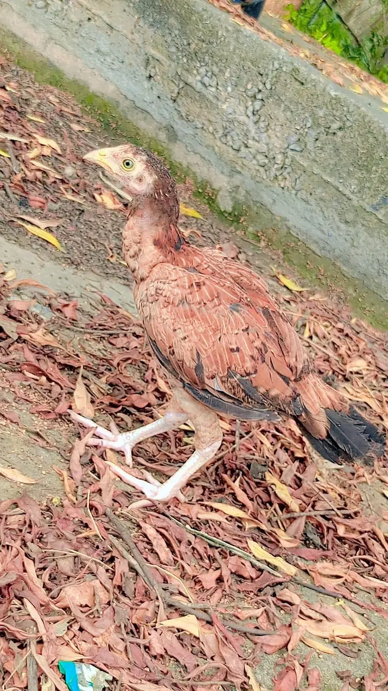 aseel chicks for sale healthy and active — photo 4