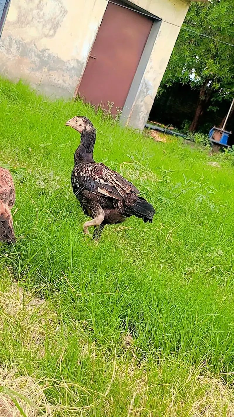 aseel chicks for sale healthy and active — photo 8
