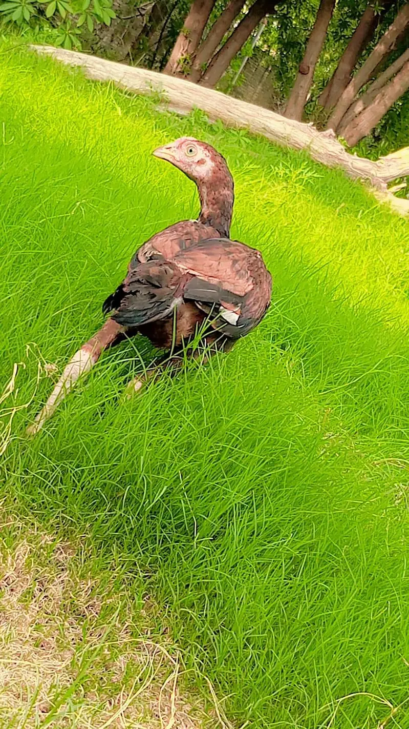 aseel chicks for sale healthy and active — photo 9