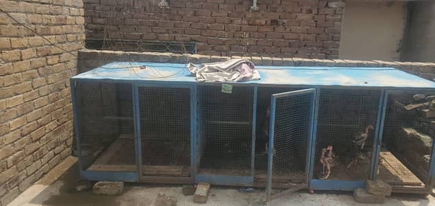 Urgent sale business cage whatsapp 03145065986