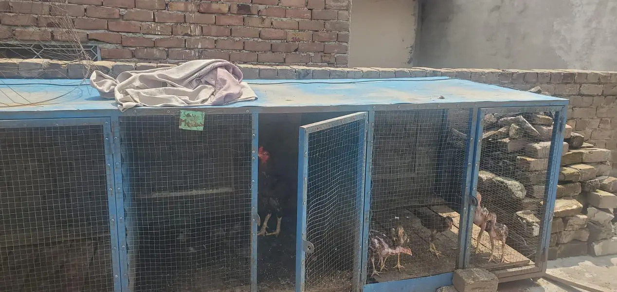 Urgent sale business cage whatsapp 03145065986 — photo 6