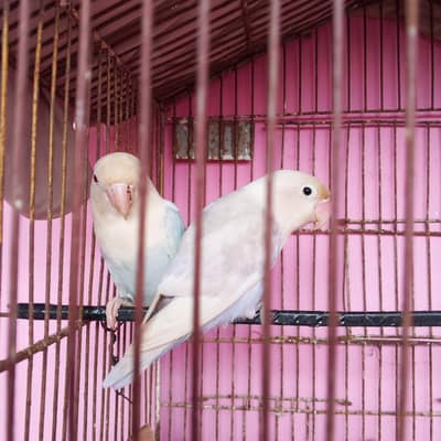 albino
