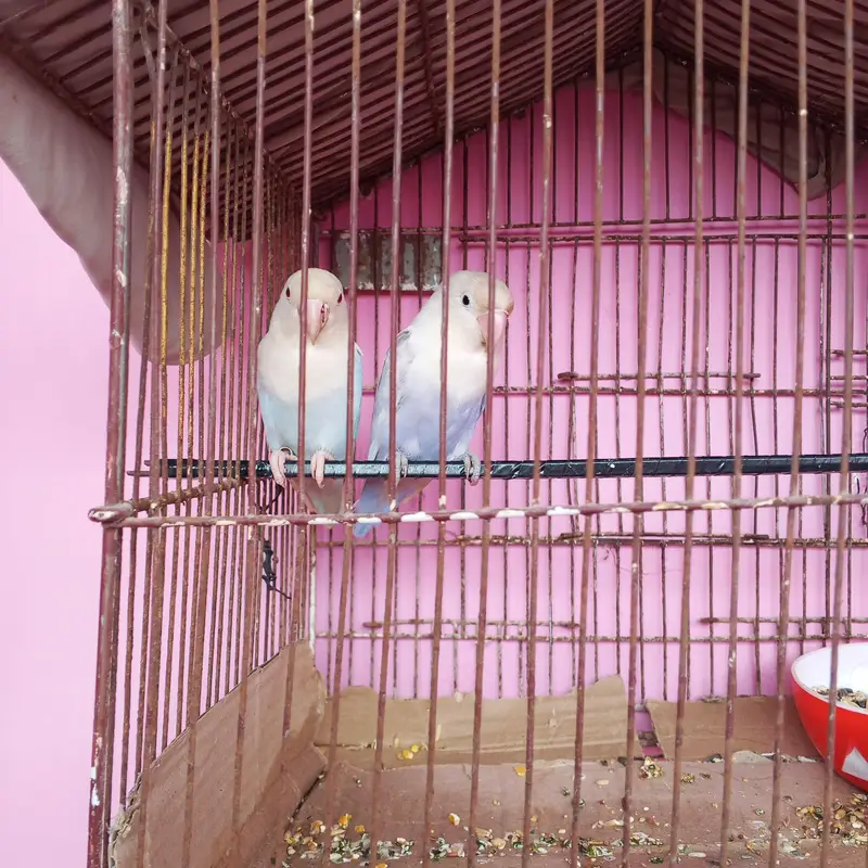 albino — photo 3