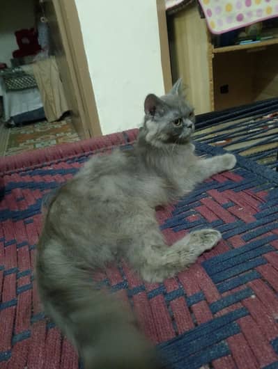 baby face Persian cat for sale