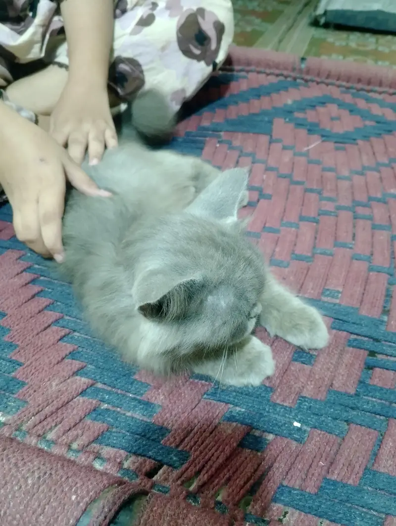 baby face Persian cat for sale — photo 2