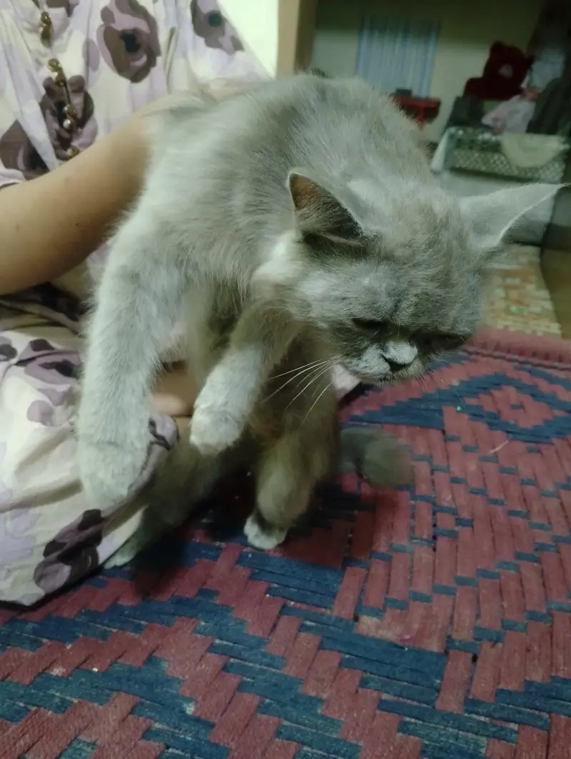 baby face Persian cat for sale — photo 3