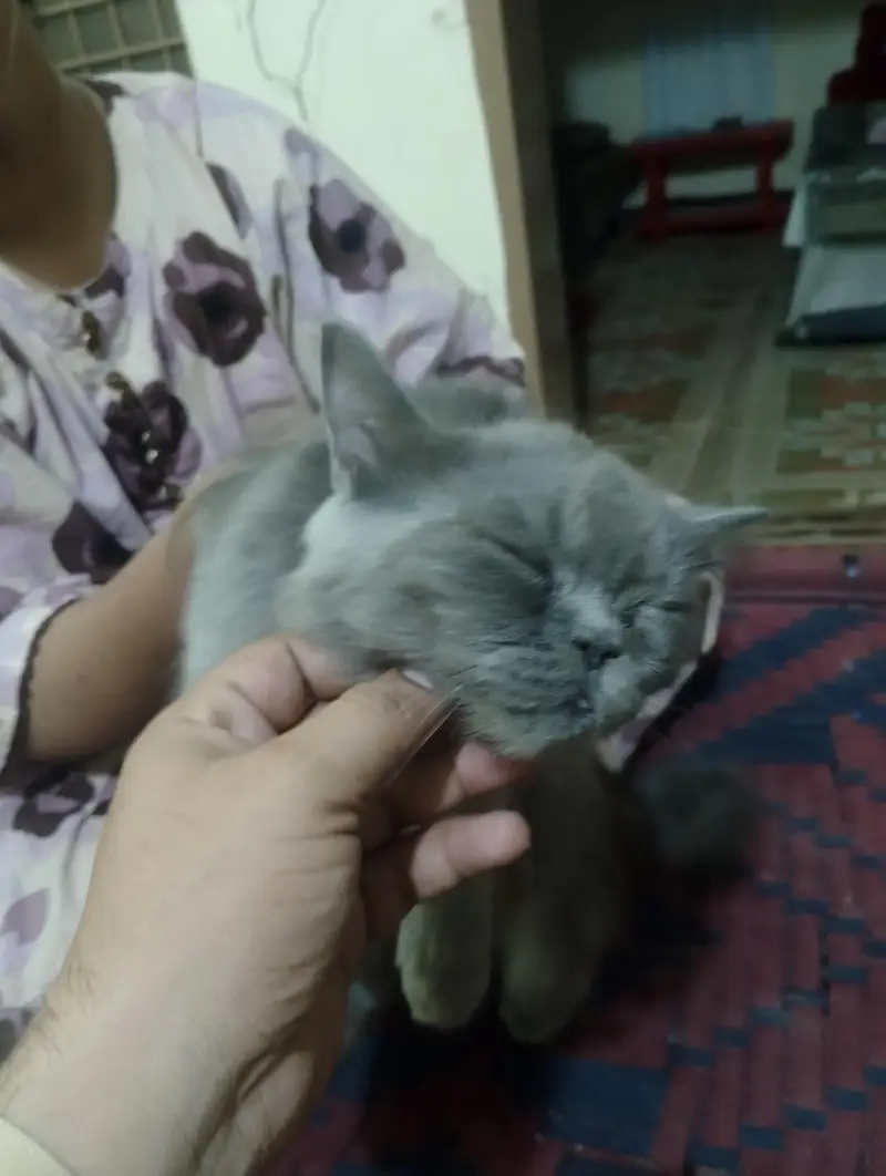 baby face Persian cat for sale — photo 4