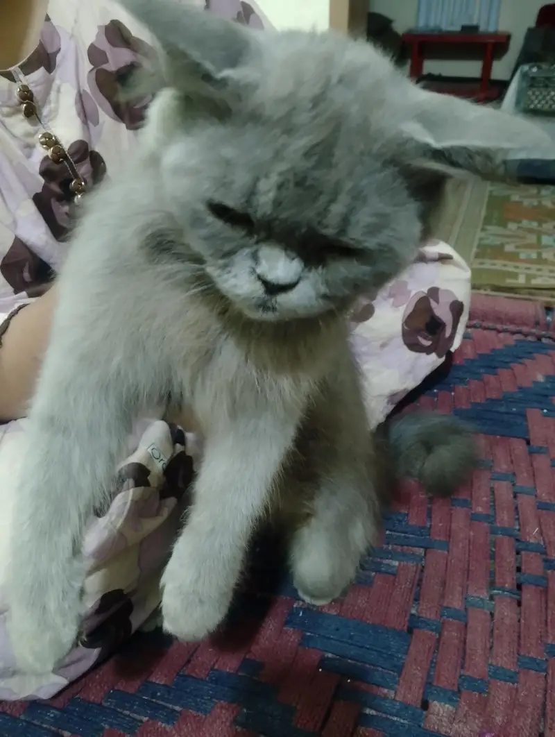 baby face Persian cat for sale — photo 5