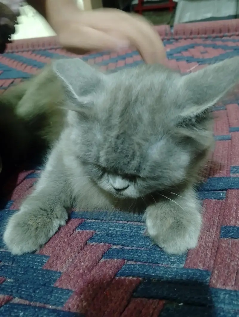 baby face Persian cat for sale — photo 6