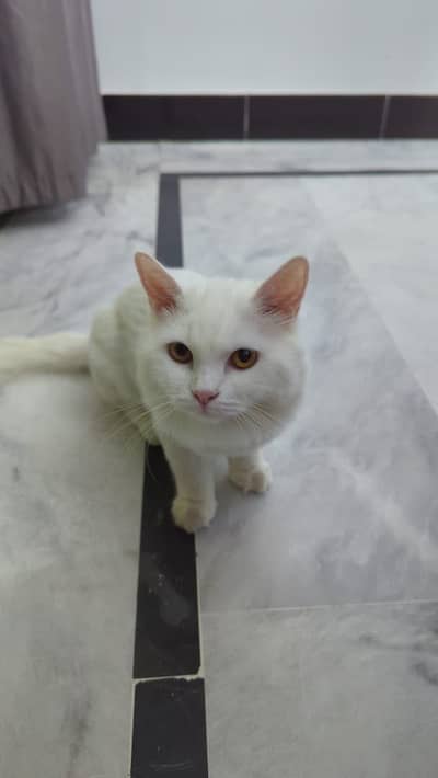 Persian cat triple coated