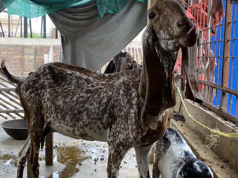 Makhi cheeni gabban — photo 4