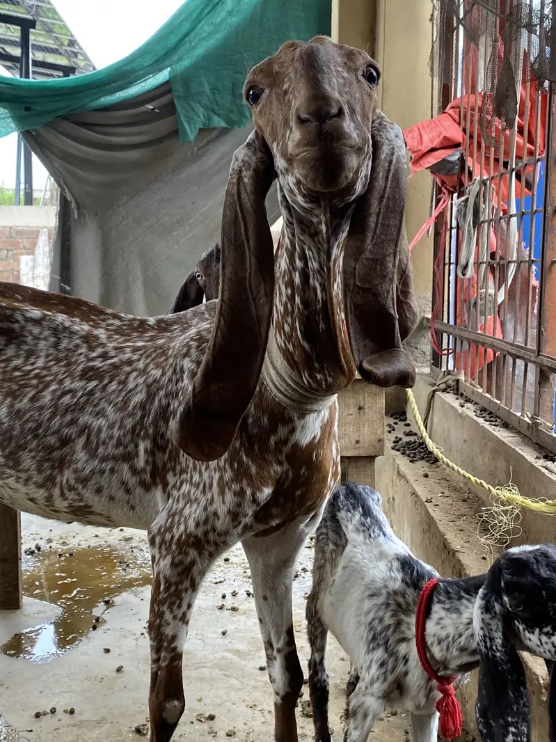 Makhi cheeni gabban — photo 7