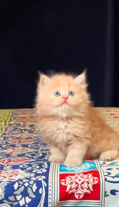 pure Persian cats vaccinated and healthy active WhatsApp/0344/6895398/