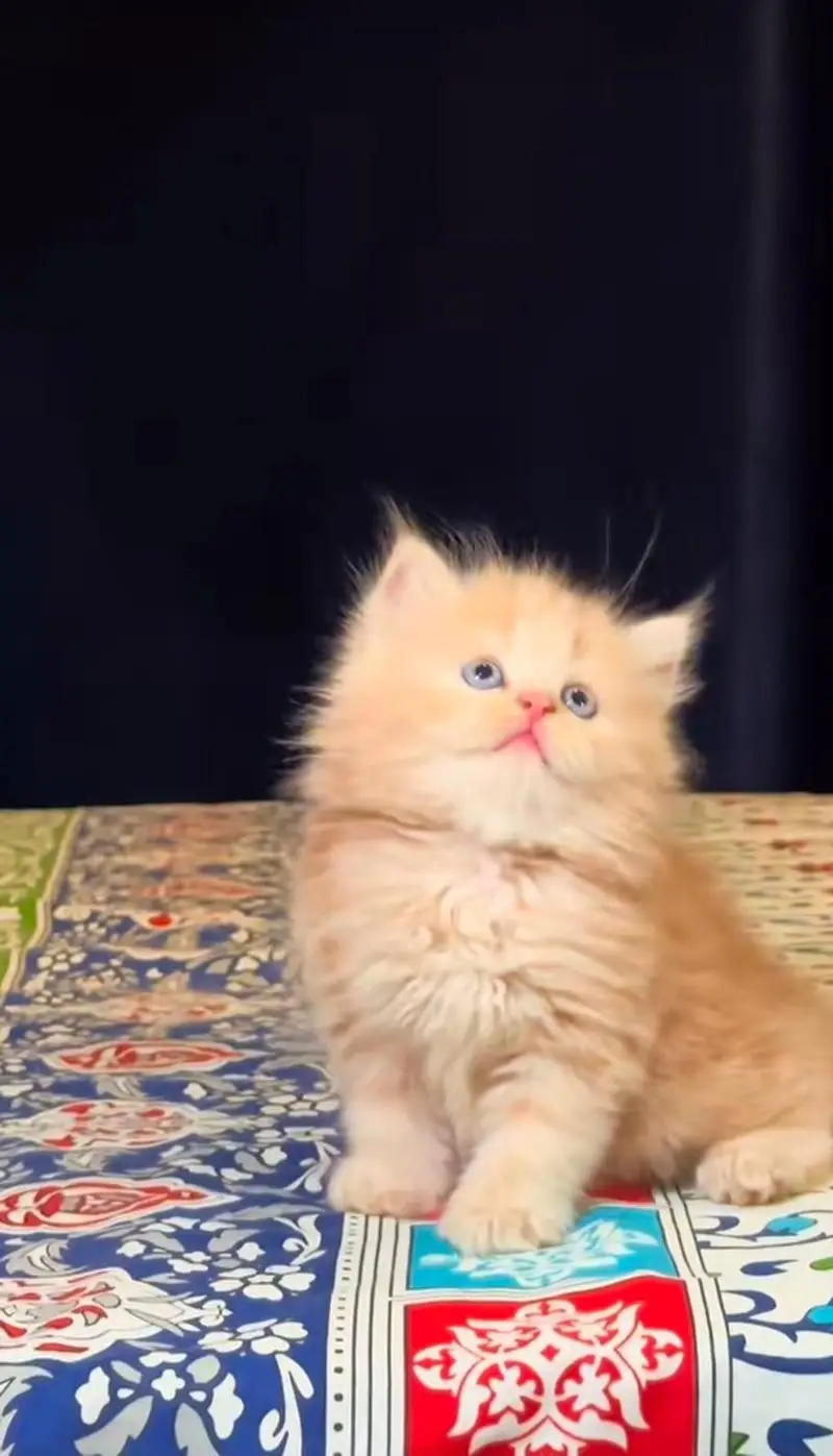 pure Persian cats vaccinated and healthy active WhatsApp/0344/6895398/ — photo 3