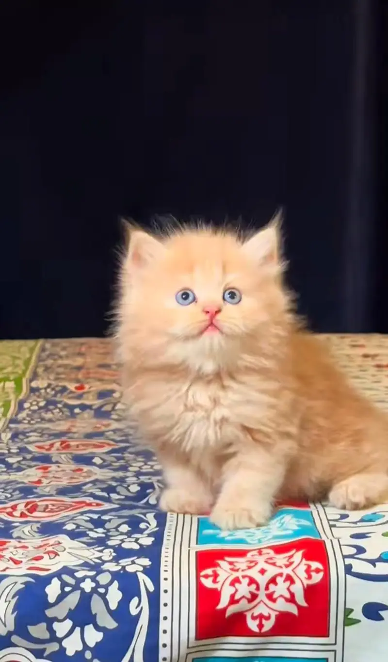 pure Persian cats vaccinated and healthy active WhatsApp/0344/6895398/ — photo 4