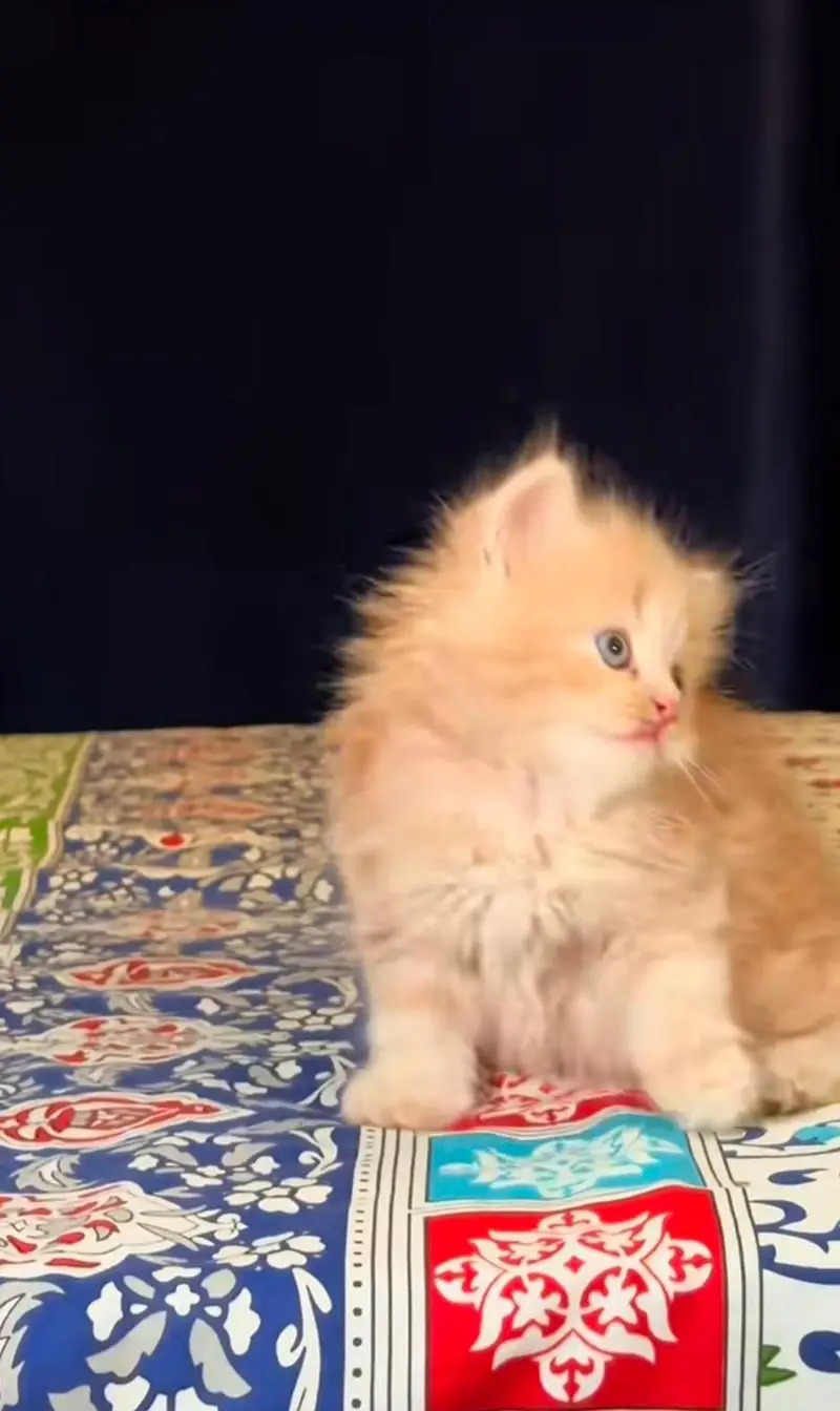 pure Persian cats vaccinated and healthy active WhatsApp/0344/6895398/ — photo 5