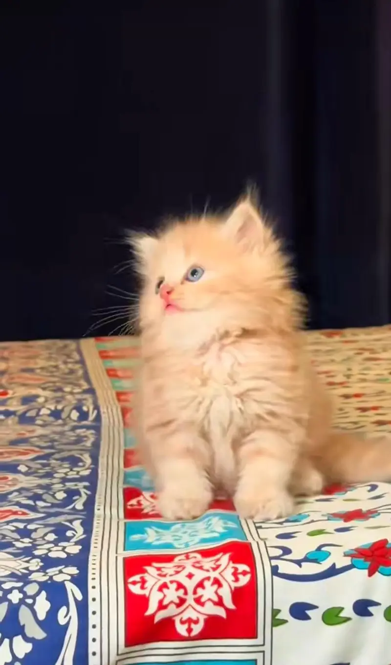 pure Persian cats vaccinated and healthy active WhatsApp/0344/6895398/ — photo 6