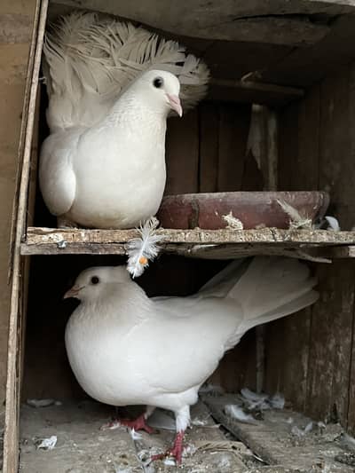 Lakka pair for sell.
