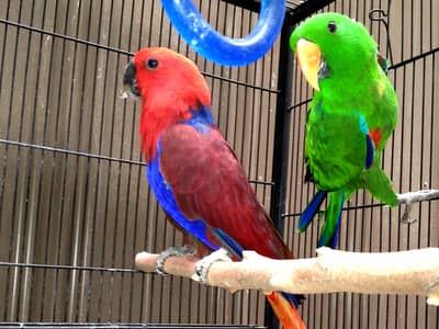 Eclectus tamed pair