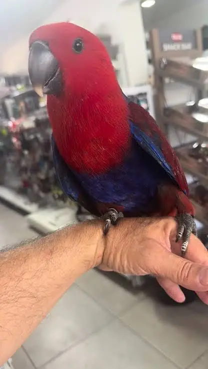 Eclectus tamed pair — photo 2