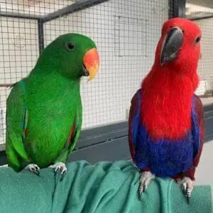 Eclectus tamed pair — photo 3