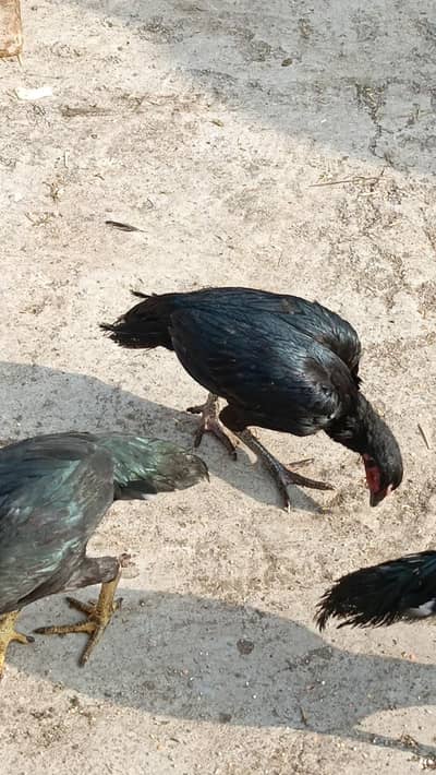 Aseel chicken  total 4 Hain