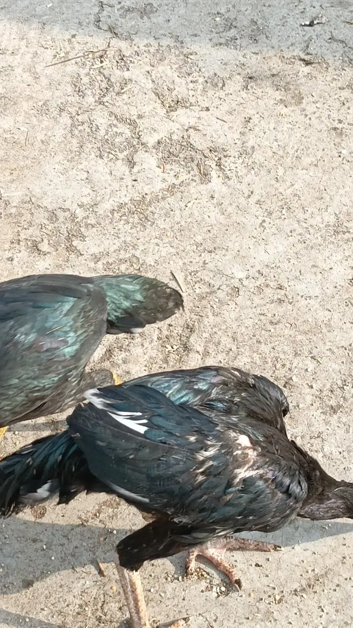 Aseel chicken  total 4 Hain — photo 3