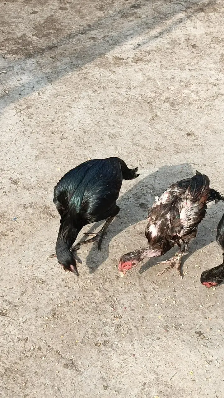 Aseel chicken  total 4 Hain — photo 4