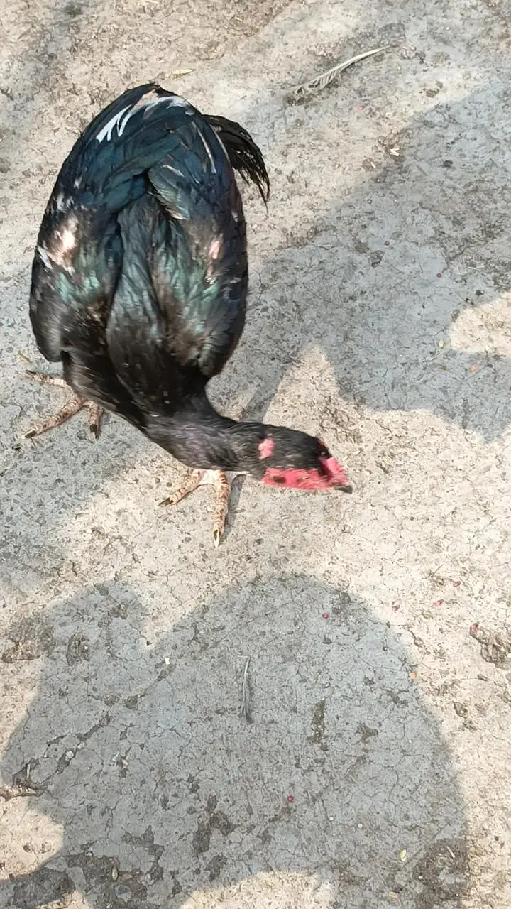 Aseel chicken  total 4 Hain — photo 5