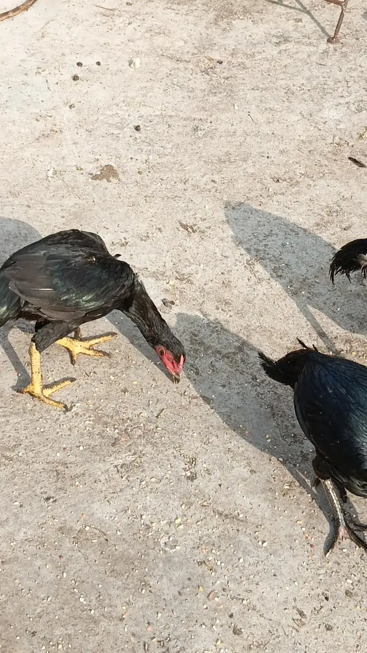 Aseel chicken  total 4 Hain — photo 6