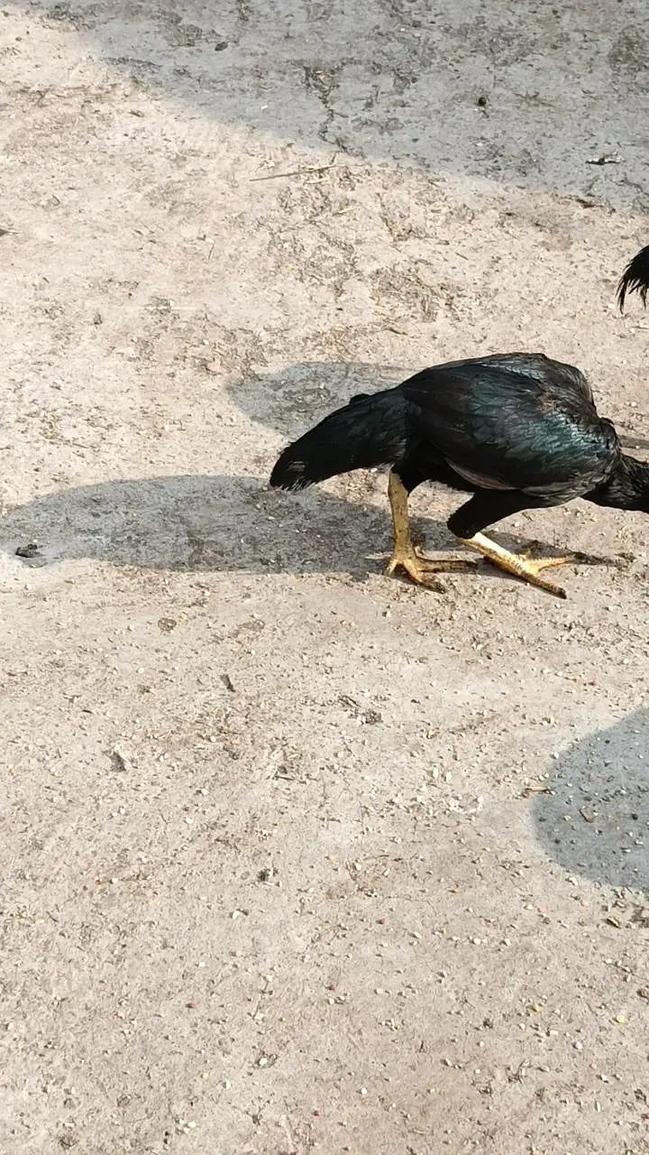 Aseel chicken  total 4 Hain — photo 7