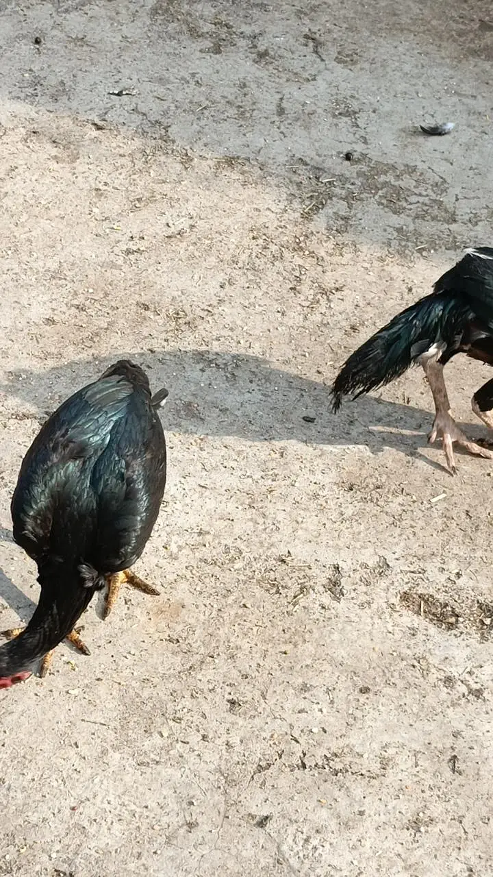 Aseel chicken  total 4 Hain — photo 8