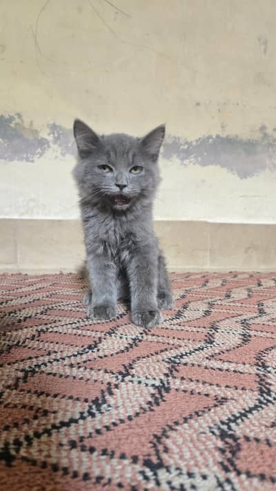 rare persian cat colors