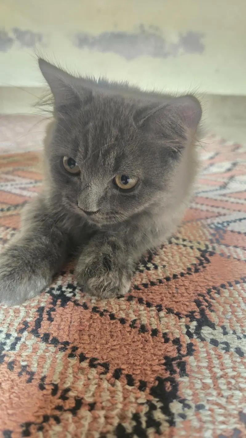 rare persian cat colors — photo 2