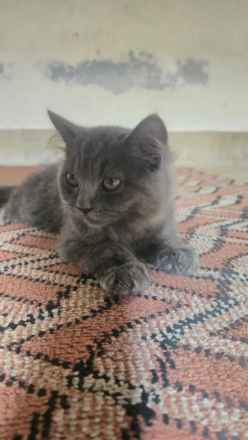 rare persian cat colors — photo 3