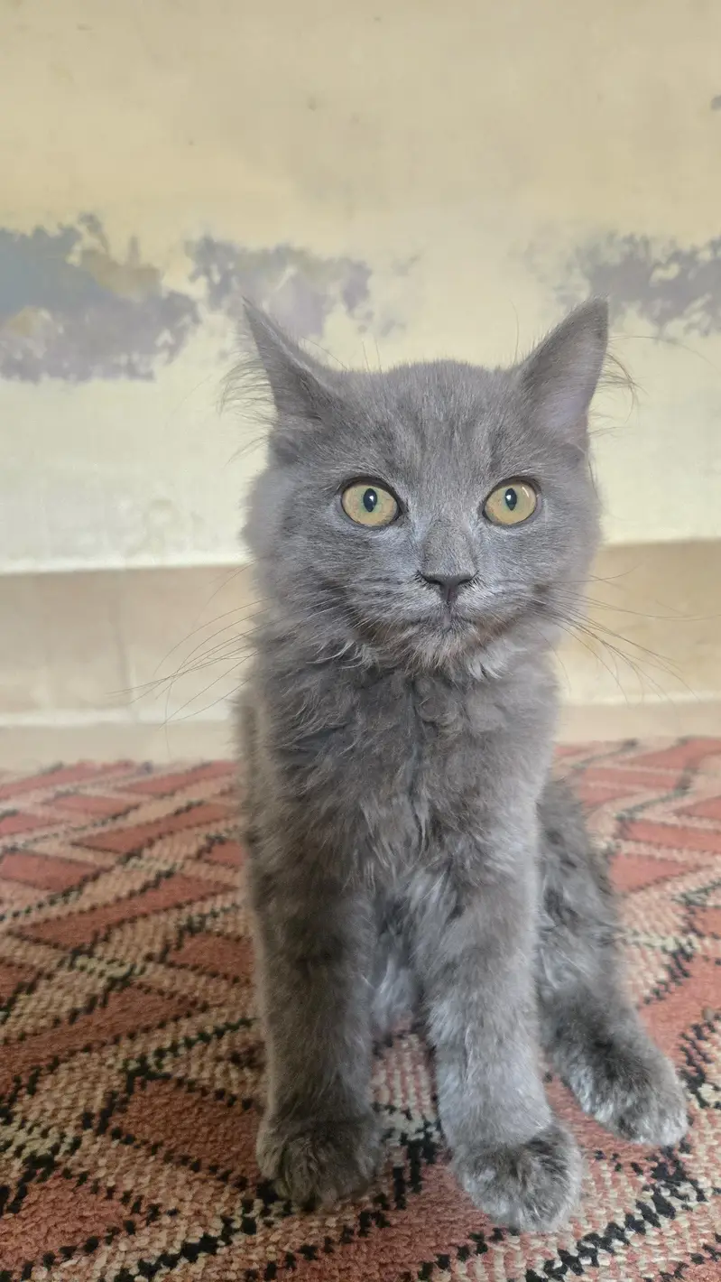 rare persian cat colors — photo 4
