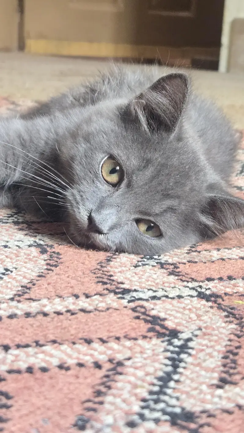 rare persian cat colors — photo 5