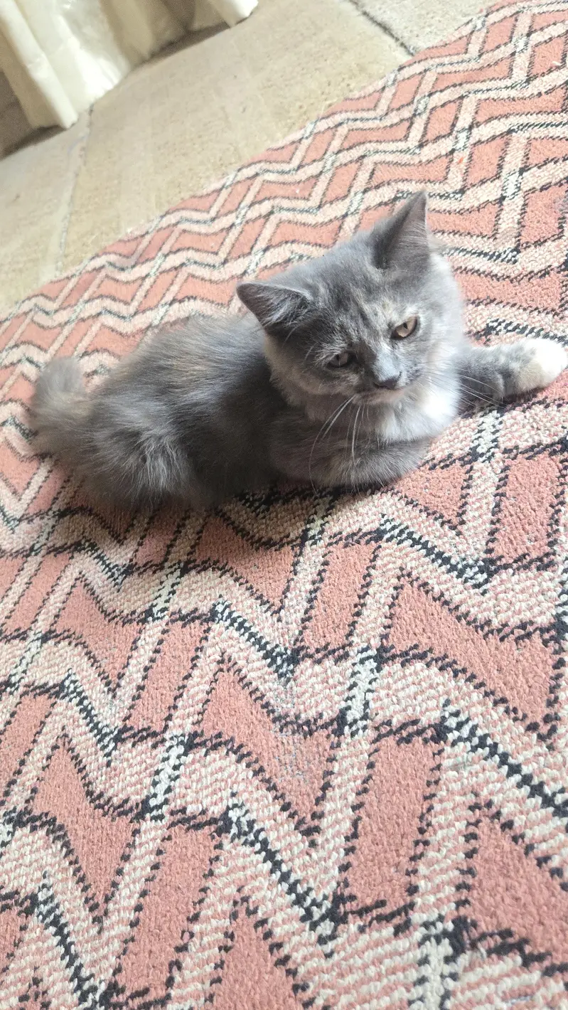 rare persian cat colors — photo 6
