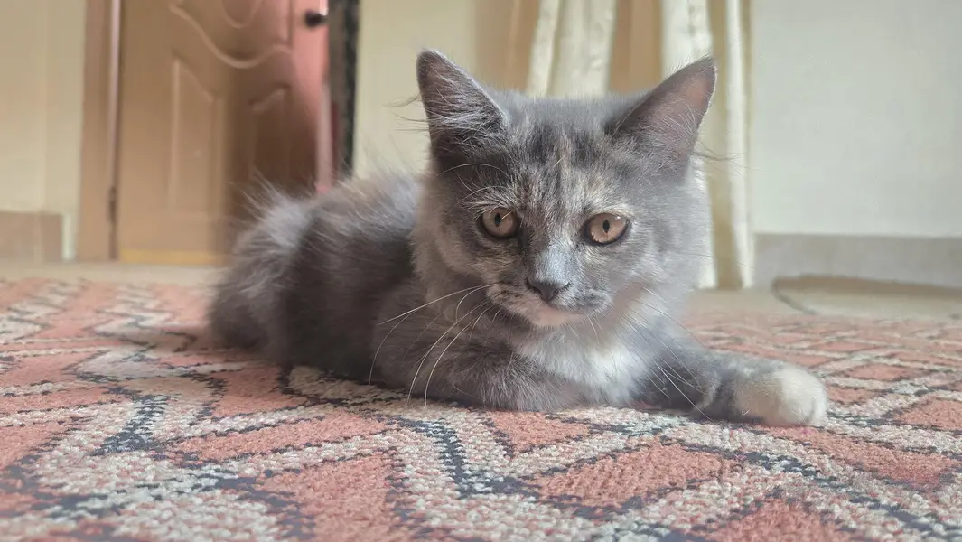 rare persian cat colors — photo 7
