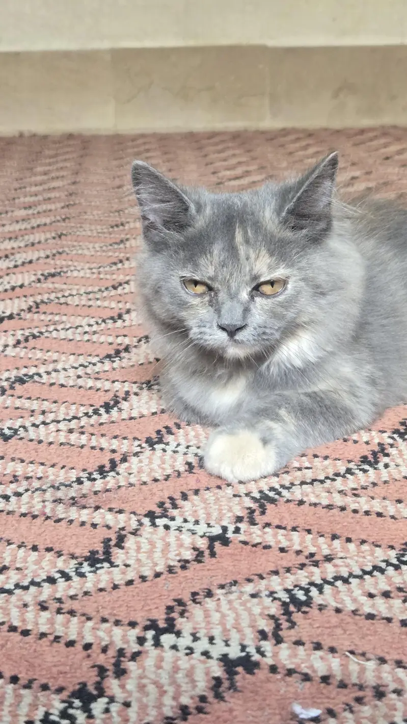 rare persian cat colors — photo 8