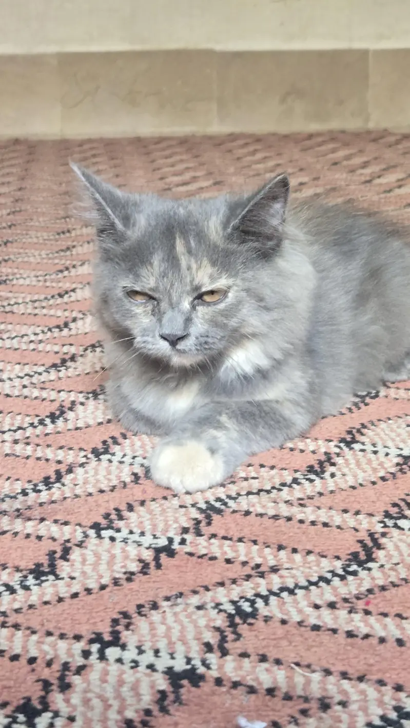 rare persian cat colors — photo 9