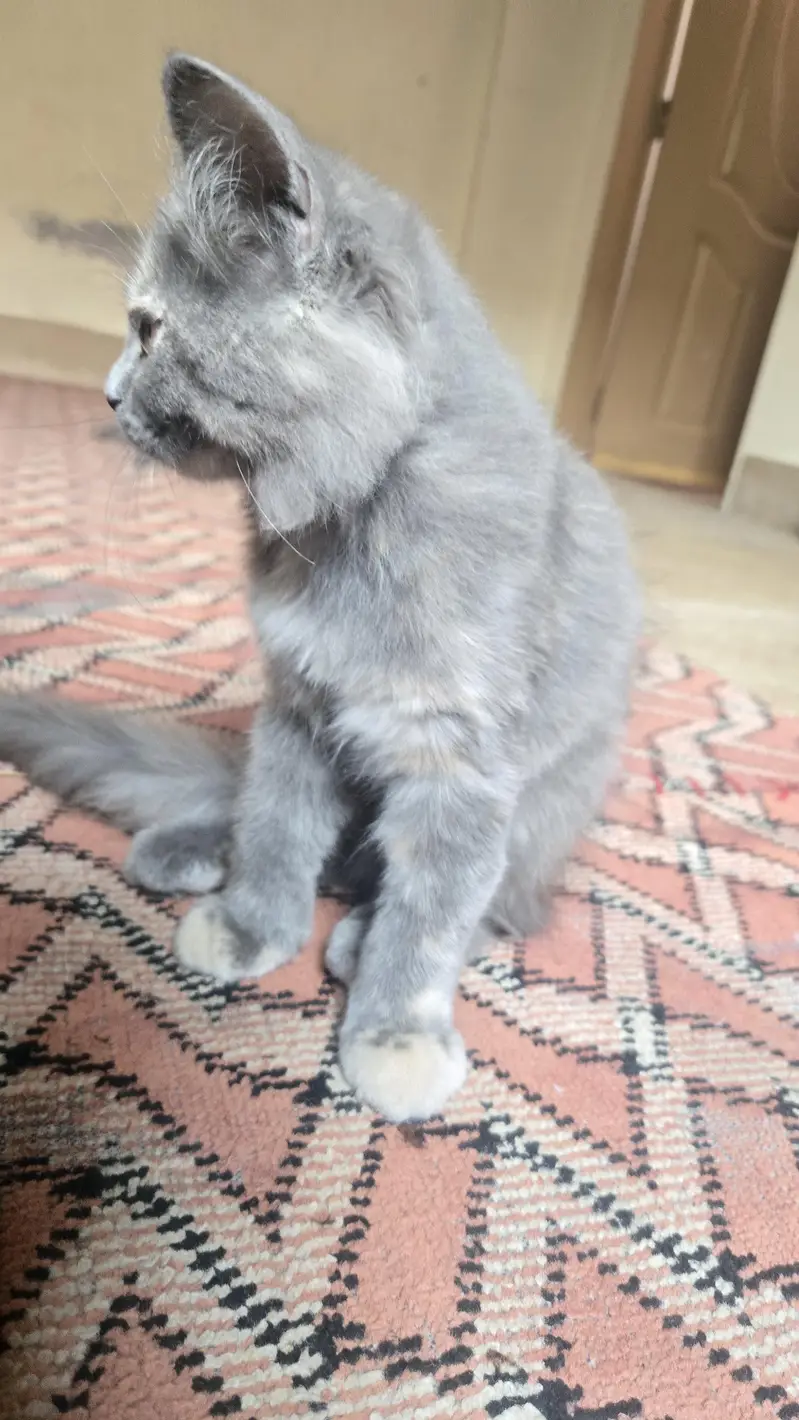 rare persian cat colors — photo 10