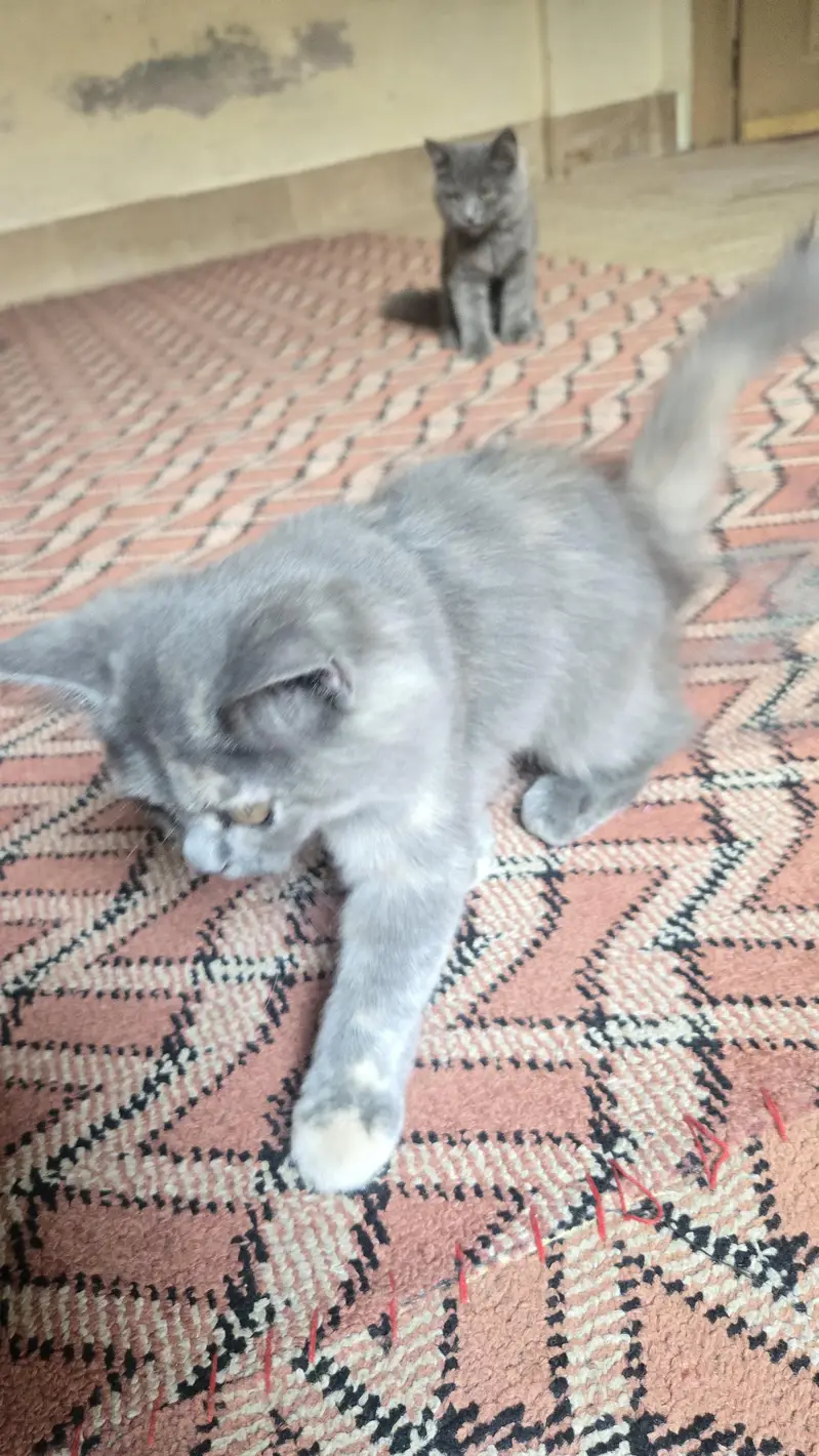 rare persian cat colors — photo 11