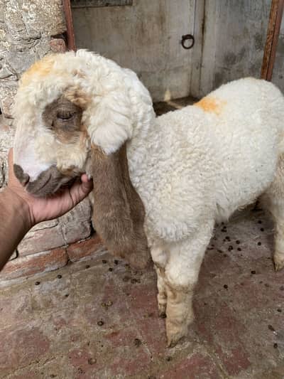 White kajla,good medical health aur qurbani ke liye tayar krein
