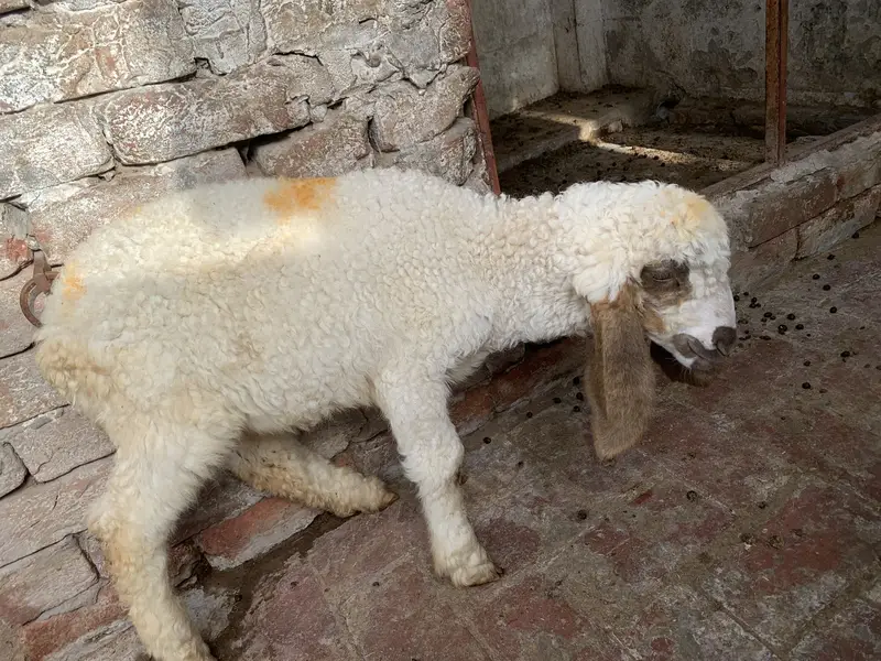 White kajla,good medical health aur qurbani ke liye tayar krein — photo 2