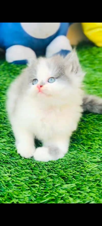 pure Persian cats vaccinated and healthy active WhatsApp/0344/6895398/