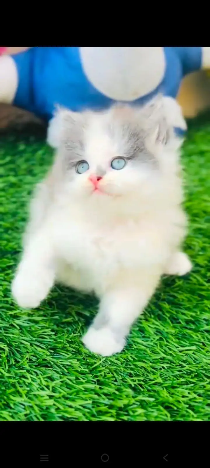 pure Persian cats vaccinated and healthy active WhatsApp/0344/6895398/ — photo 2