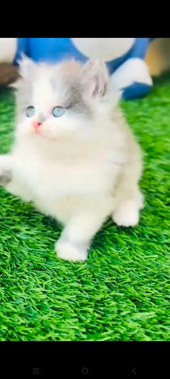 pure Persian cats vaccinated and healthy active WhatsApp/0344/6895398/ — photo 3