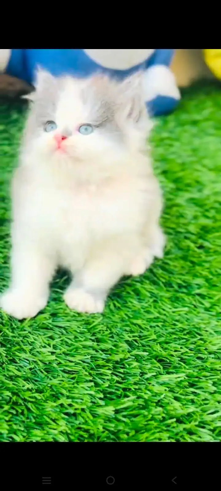 pure Persian cats vaccinated and healthy active WhatsApp/0344/6895398/ — photo 4