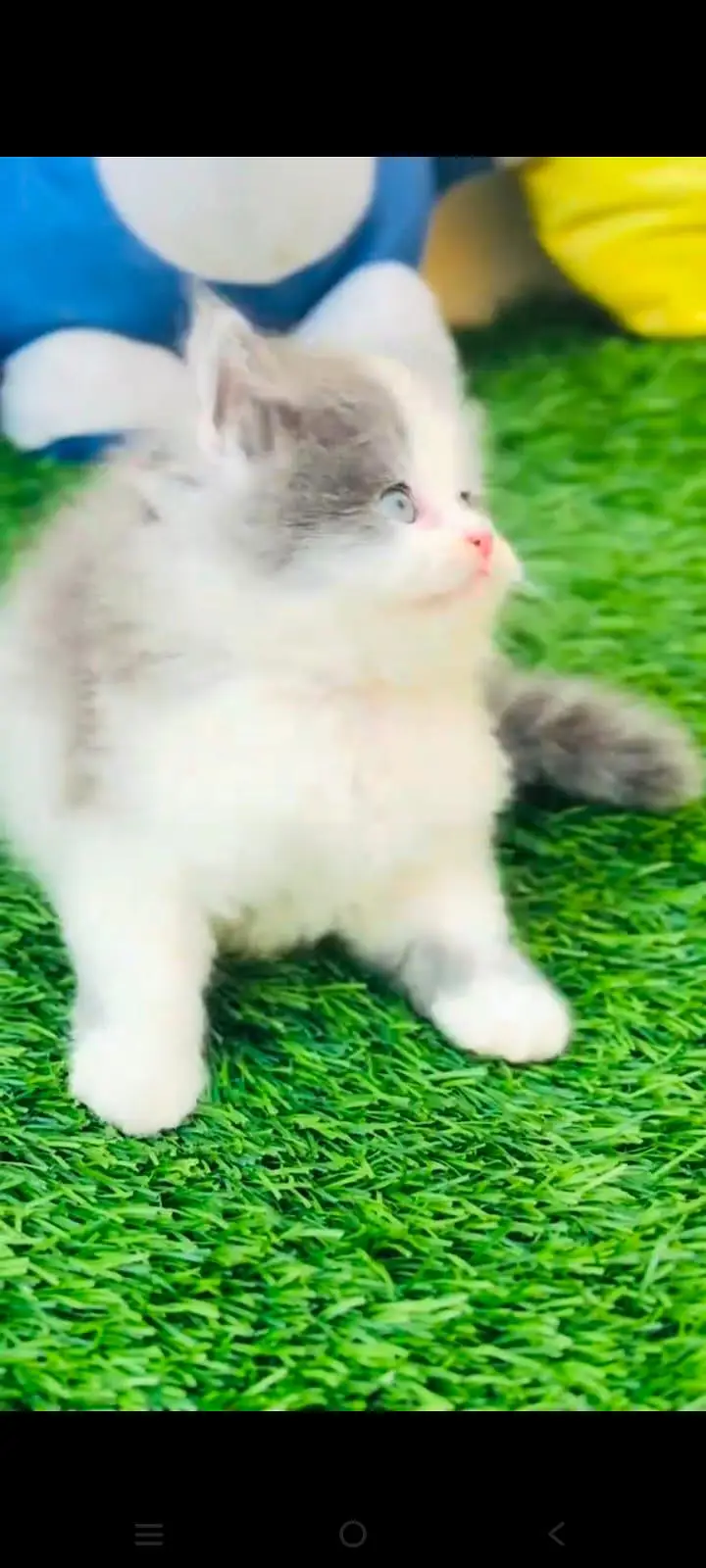 pure Persian cats vaccinated and healthy active WhatsApp/0344/6895398/ — photo 5